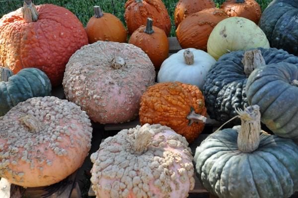 Large Novelty Pumpkins